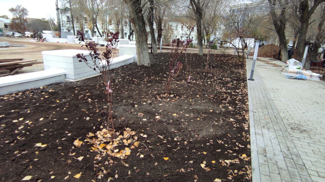 В сквере имени Ленина высадили деревья и кустарники декоративной породы В сквере имени Ленина высадили деревья и кустарники декоративной породы