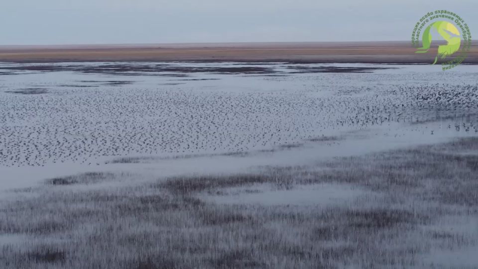Зима уже совсем близко, над заказником «Светлинский» звучат прощальные крики серых гусей