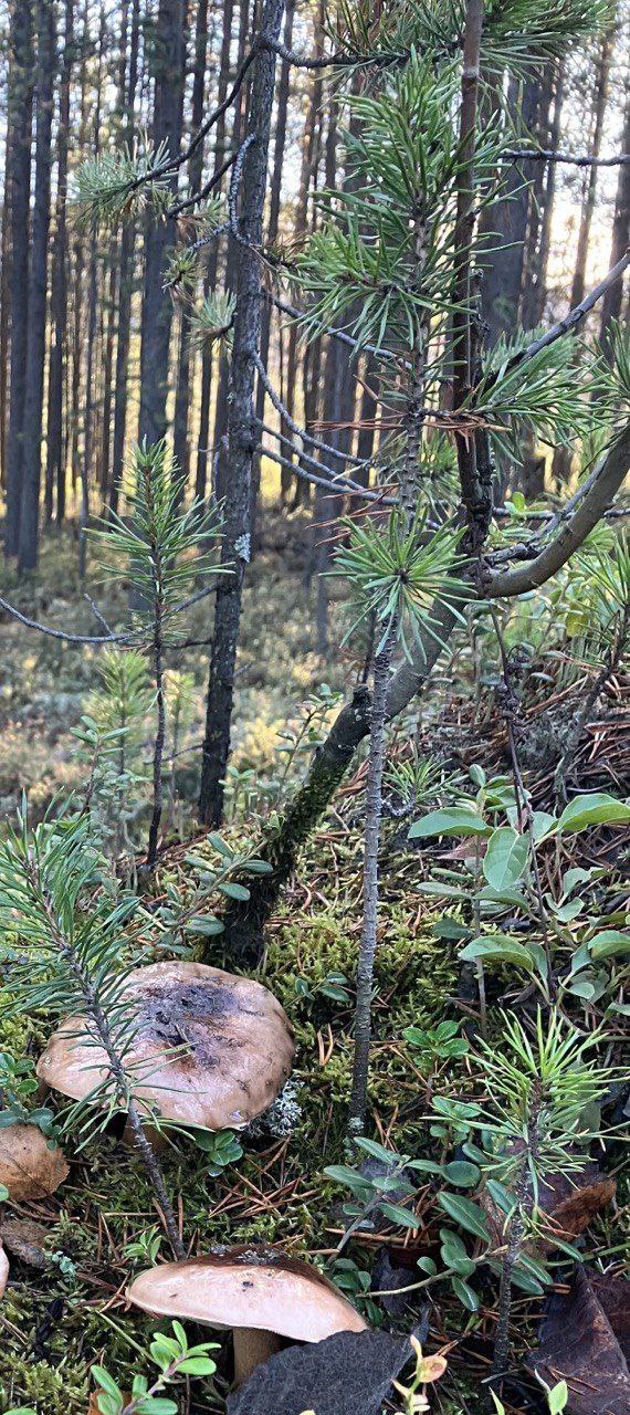 Доброе утро! Прогноз погоды на 29 октября