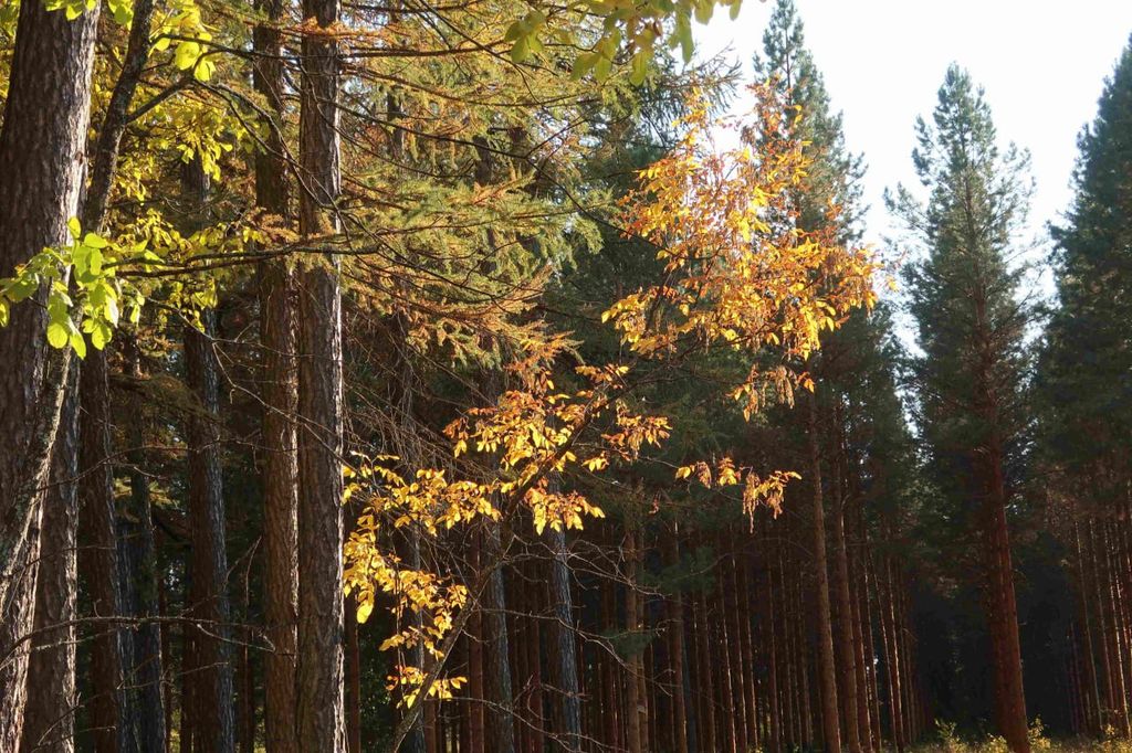 Бузулукский бор впервые попал в топ-10 самых посещаемых особо охраняемых природных территорий России