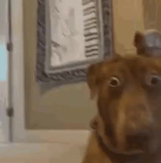 В Оренбурге женщина размазала соседке по лицу собачье