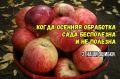 Ошибки осенней обработки сада: как не тратить время впустую