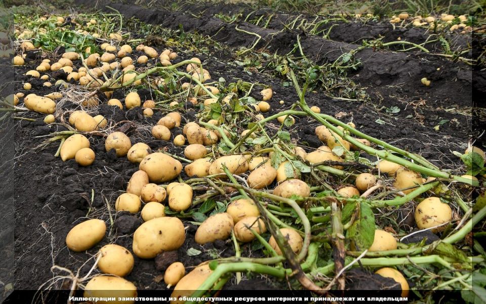 Эффективная уборка картофеля: советы по улучшению почвы