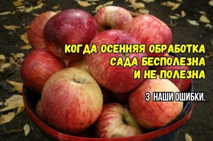 Ошибки осенней обработки сада: как не тратить время впустую