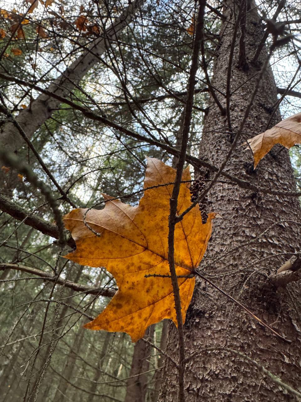 Доброе утро, Оренбуржье! Прогноз погоды на 1 ноября