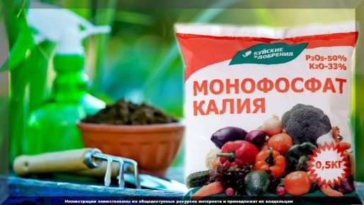 Ценный помощник садовода: как правильно использовать монофосфат калия