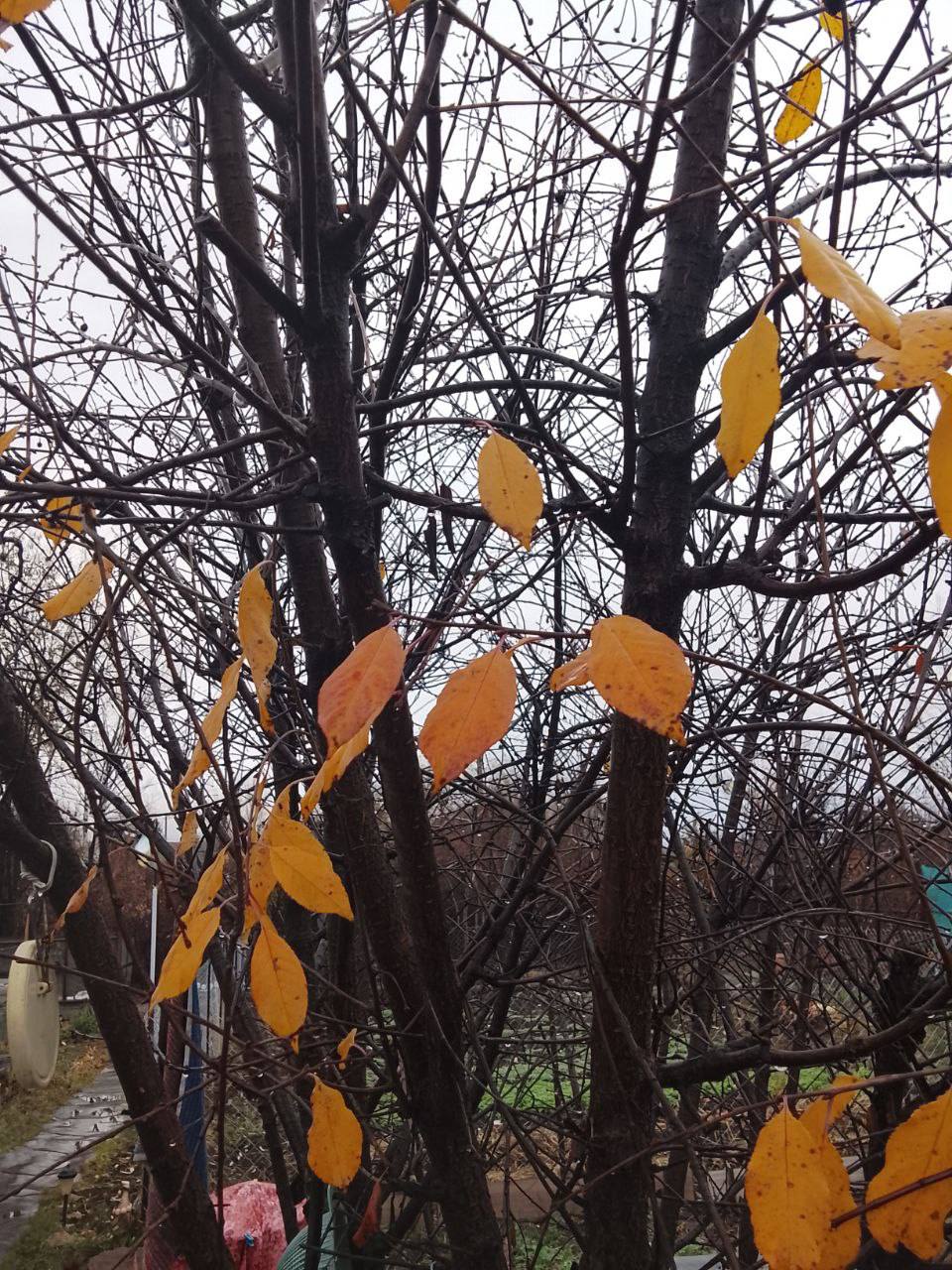 Доброе утро, Оренбуржье!. Прогноз погоды 3 ноября В ближайшие сутки облачно с прояснениями