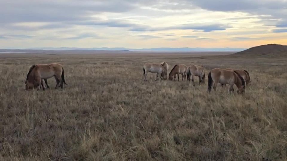 Лошади Пржевальского из Оренбургского заповедника осваиваются в Хакасии