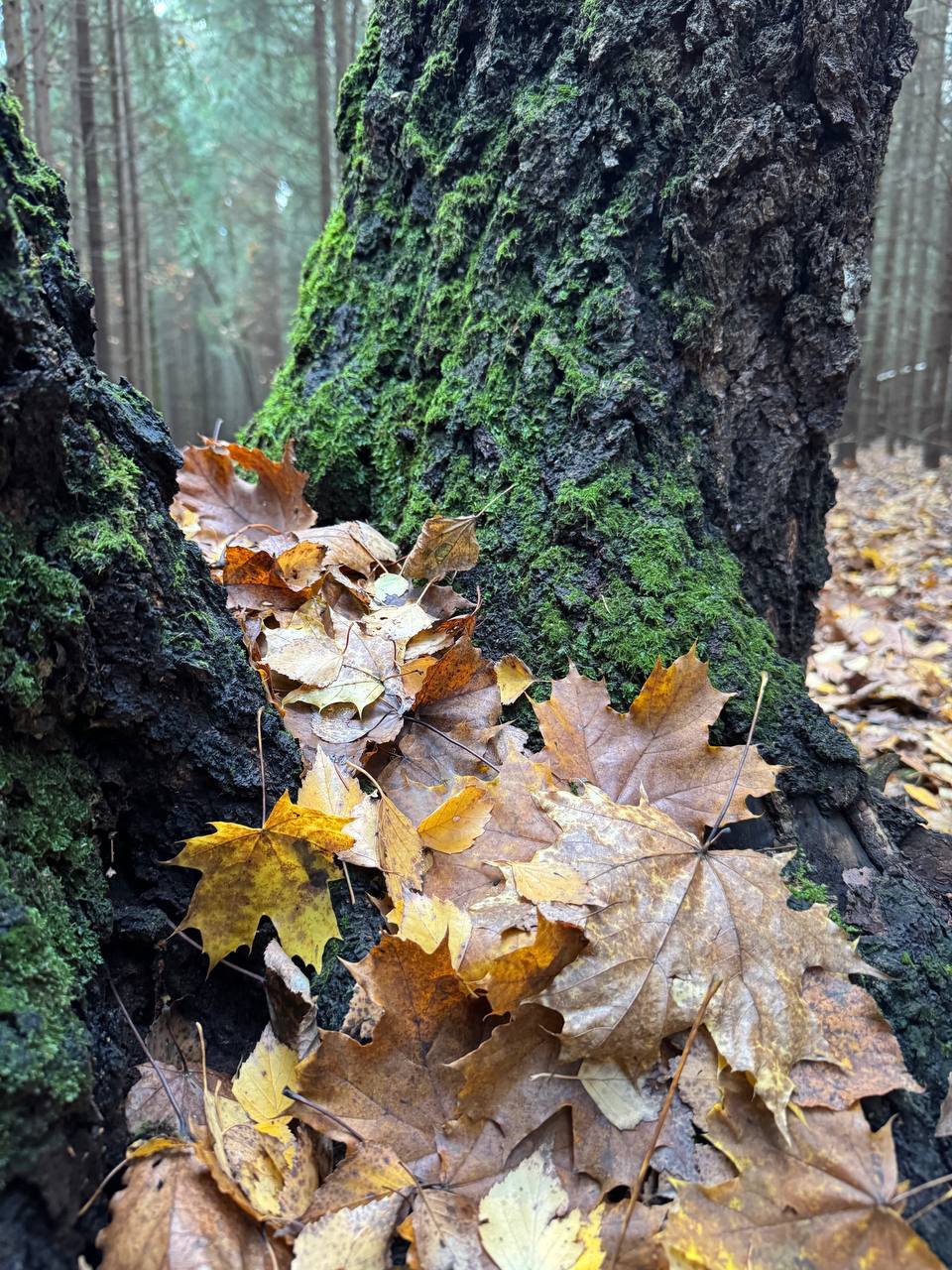 Доброе утро, Оренбуржье!. Прогноз погоды 4 ноября В ближайшие сутки переменная облачность, без существенных осадков