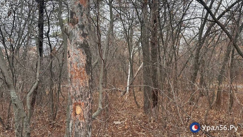 Первое, что бросается в глаза осенью в лесопарке «Березка» в Оренбурге — это поваленные деревья Первое, что бросается в глаза осенью в лесопарке «Березка» в Оренбурге — это поваленные деревья