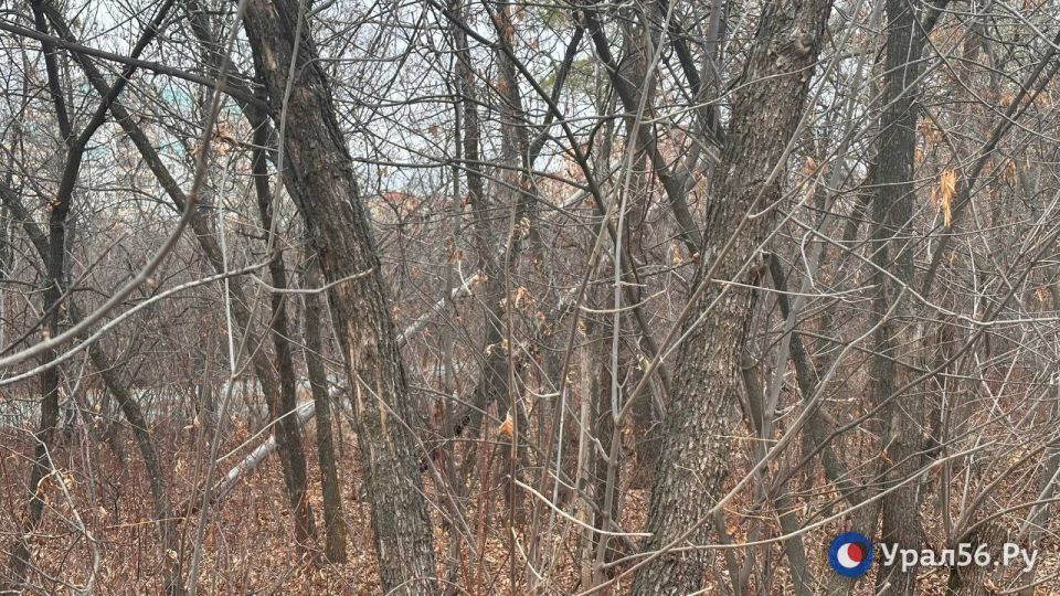 Первое, что бросается в глаза осенью в лесопарке «Березка» в Оренбурге — это поваленные деревья Первое, что бросается в глаза осенью в лесопарке «Березка» в Оренбурге — это поваленные деревья