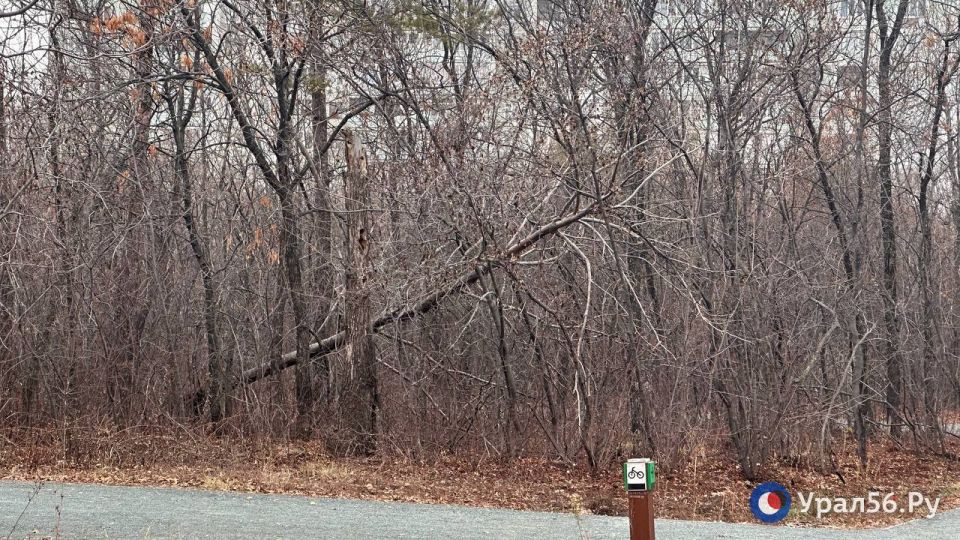 Первое, что бросается в глаза осенью в лесопарке «Березка» в Оренбурге — это поваленные деревья Первое, что бросается в глаза осенью в лесопарке «Березка» в Оренбурге — это поваленные деревья