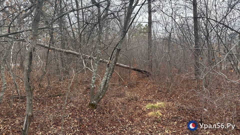 Первое, что бросается в глаза осенью в лесопарке «Березка» в Оренбурге — это поваленные деревья Первое, что бросается в глаза осенью в лесопарке «Березка» в Оренбурге — это поваленные деревья