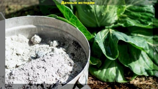 Правда о золе: органическое или минеральное удобрение для сада?