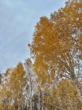 Осенний Бузулукский бор. В октябре нацпарк стал одним из самых «мокрых» мест Оренбургской области