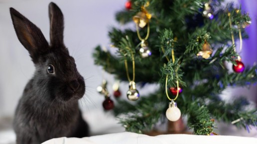 Кролик на вас обидится: избавьтесь от этих вещей, иначе спугнете любовь и удачу