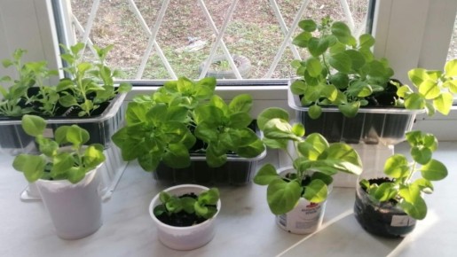 Как успешно вырастить крепкую рассаду петуний за 8 недель: советы и секреты