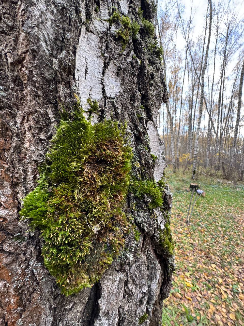 Доброе утро, Оренбуржье! Прогноз погоды на 8 ноября