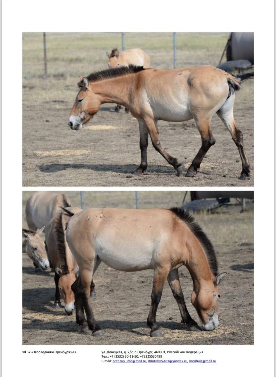Йода, Томар, Мэрилин и другие: восемь лошадей Пржевальского из Оренбуржья переехали в Хакасию Йода, Томар, Мэрилин и другие: восемь лошадей Пржевальского из Оренбуржья переехали в Хакасию