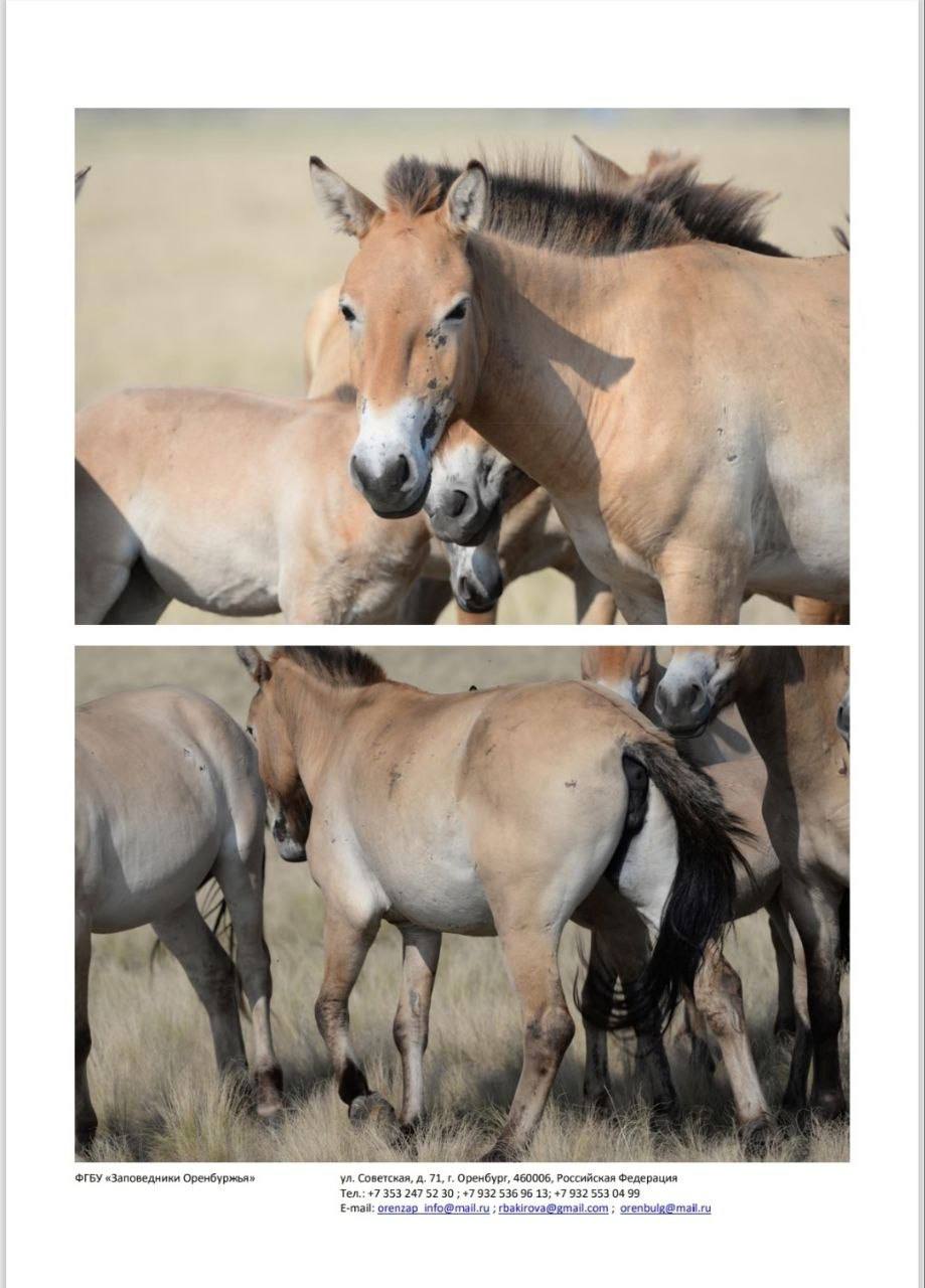 Йода, Томар, Мэрилин и другие: восемь лошадей Пржевальского из Оренбуржья переехали в Хакасию Йода, Томар, Мэрилин и другие: восемь лошадей Пржевальского из Оренбуржья переехали в Хакасию