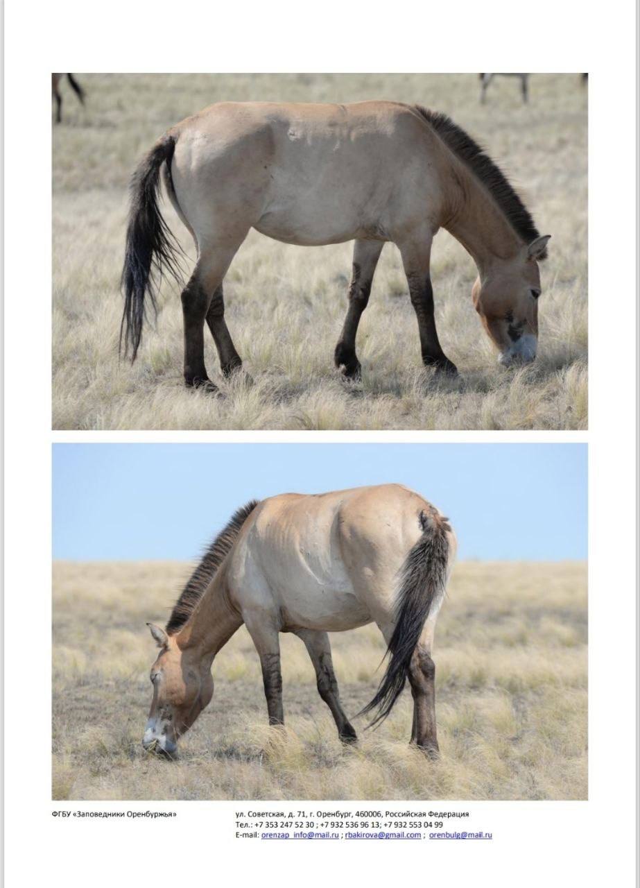 Йода, Томар, Мэрилин и другие: восемь лошадей Пржевальского из Оренбуржья переехали в Хакасию Йода, Томар, Мэрилин и другие: восемь лошадей Пржевальского из Оренбуржья переехали в Хакасию