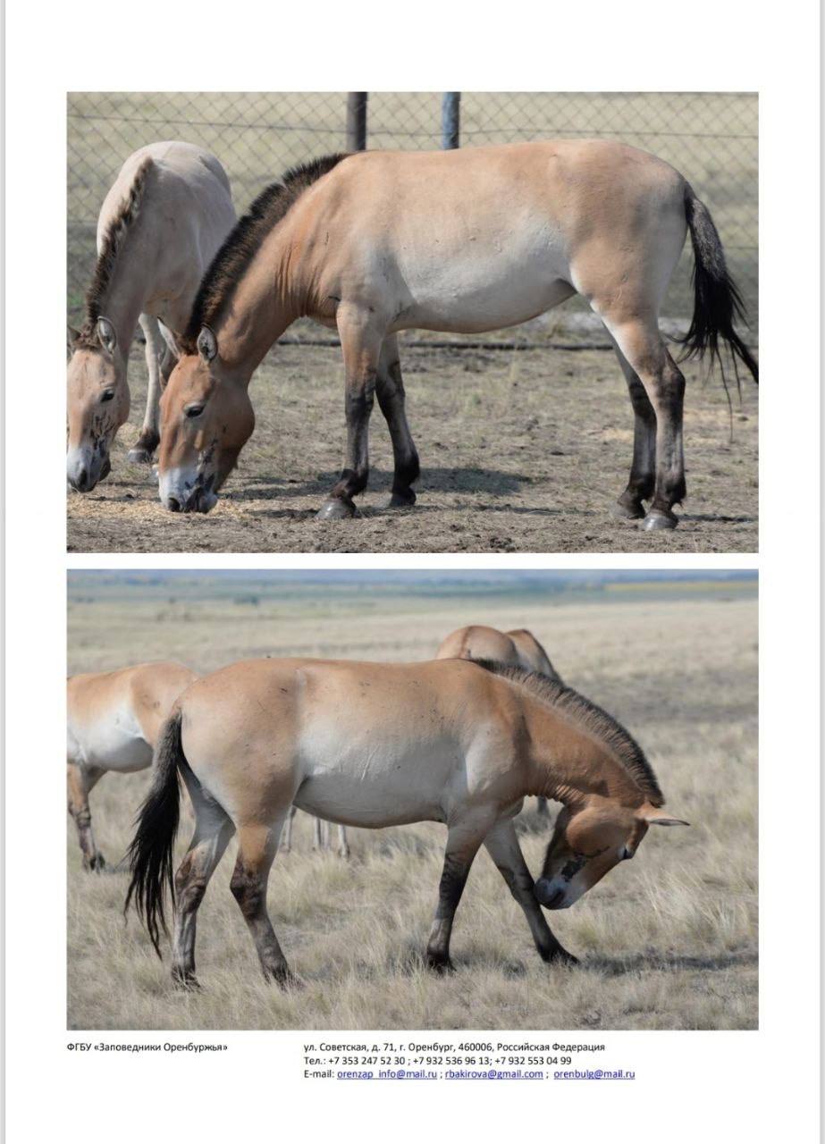 Йода, Томар, Мэрилин и другие: восемь лошадей Пржевальского из Оренбуржья переехали в Хакасию Йода, Томар, Мэрилин и другие: восемь лошадей Пржевальского из Оренбуржья переехали в Хакасию