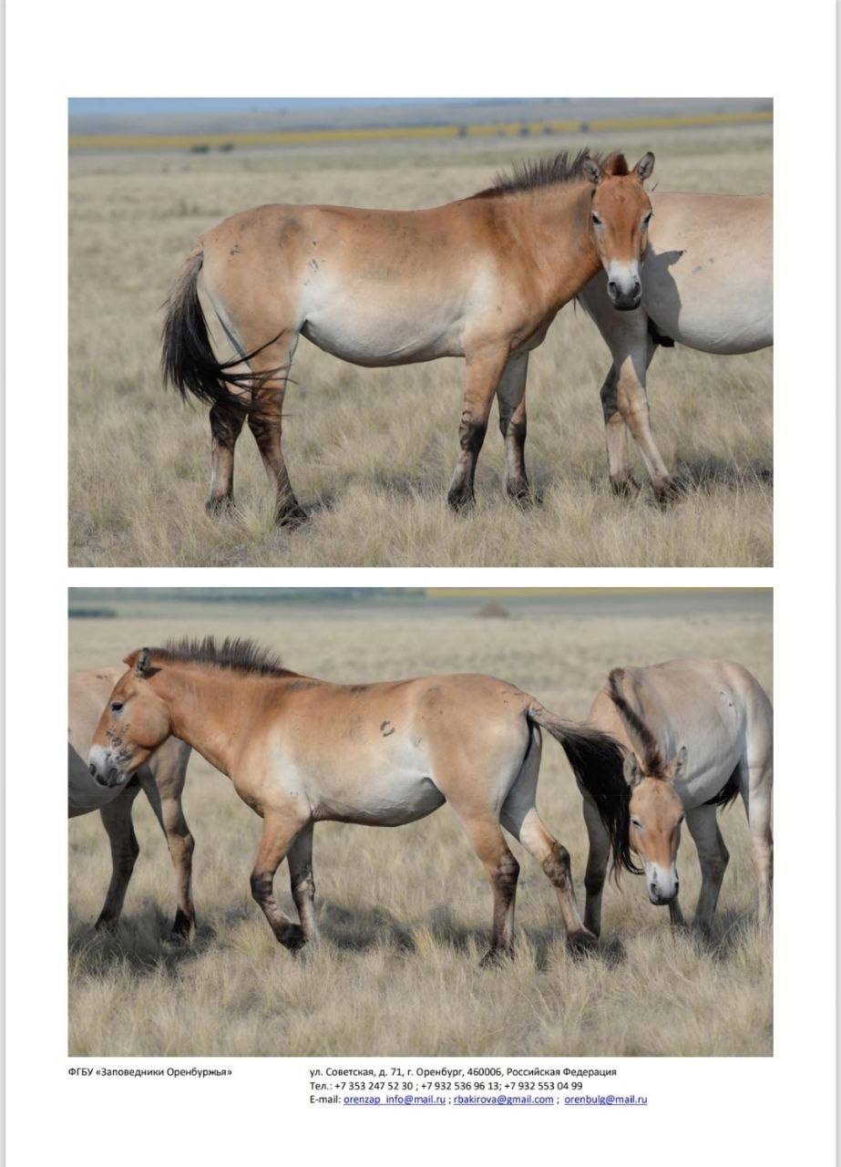 Йода, Томар, Мэрилин и другие: восемь лошадей Пржевальского из Оренбуржья переехали в Хакасию Йода, Томар, Мэрилин и другие: восемь лошадей Пржевальского из Оренбуржья переехали в Хакасию