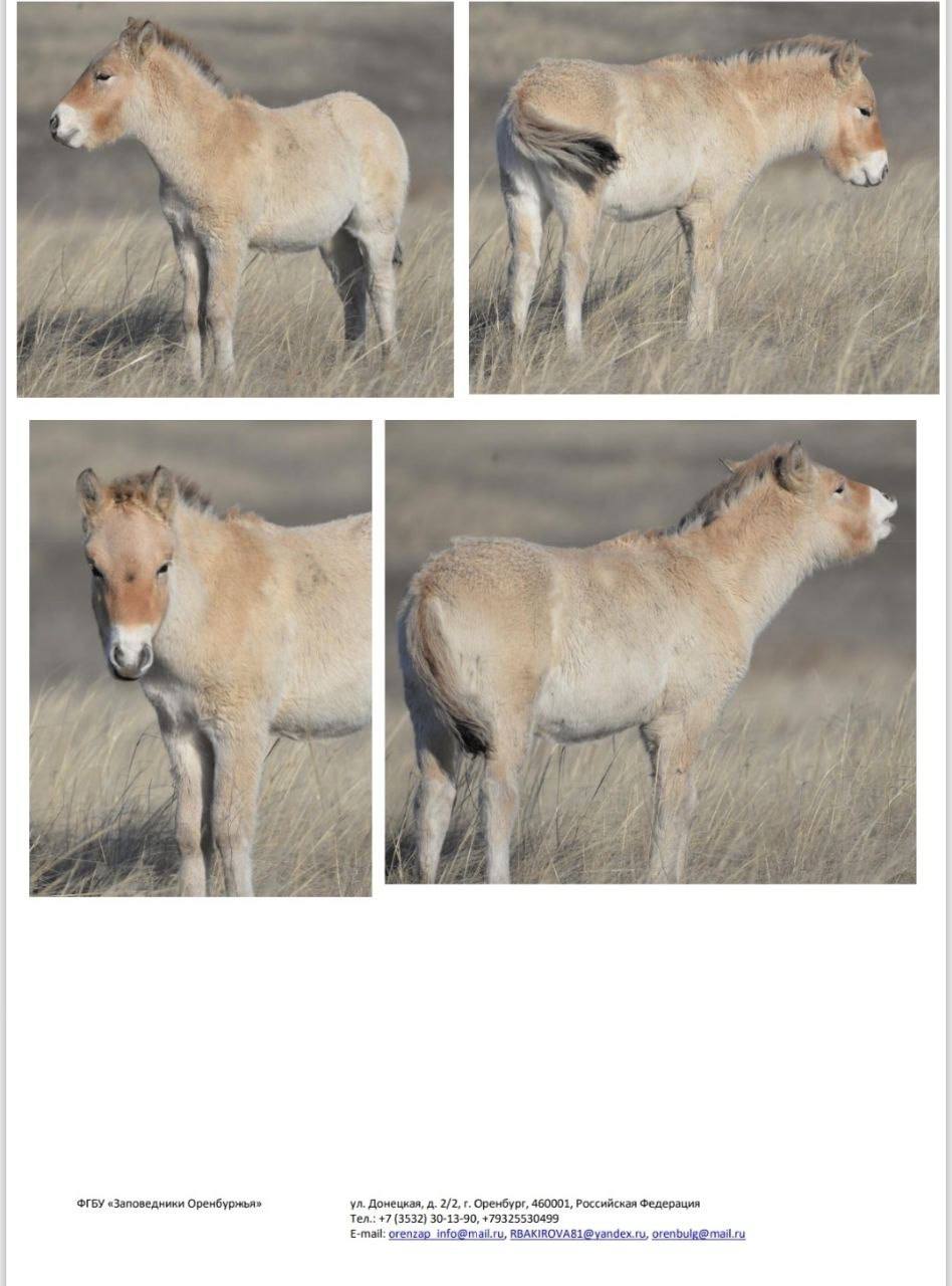 Йода, Томар, Мэрилин и другие: восемь лошадей Пржевальского из Оренбуржья переехали в Хакасию Йода, Томар, Мэрилин и другие: восемь лошадей Пржевальского из Оренбуржья переехали в Хакасию