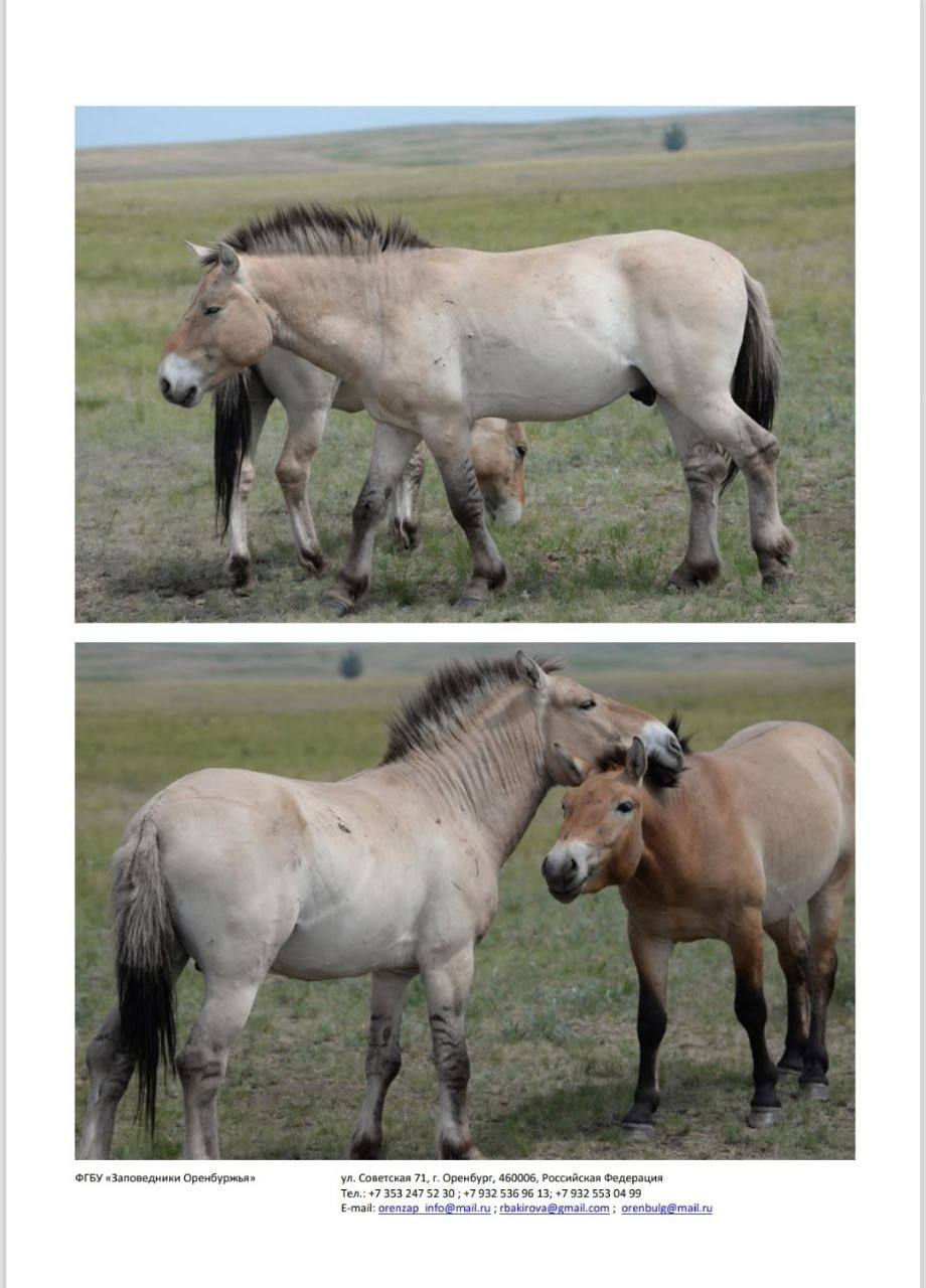 Йода, Томар, Мэрилин и другие: восемь лошадей Пржевальского из Оренбуржья переехали в Хакасию