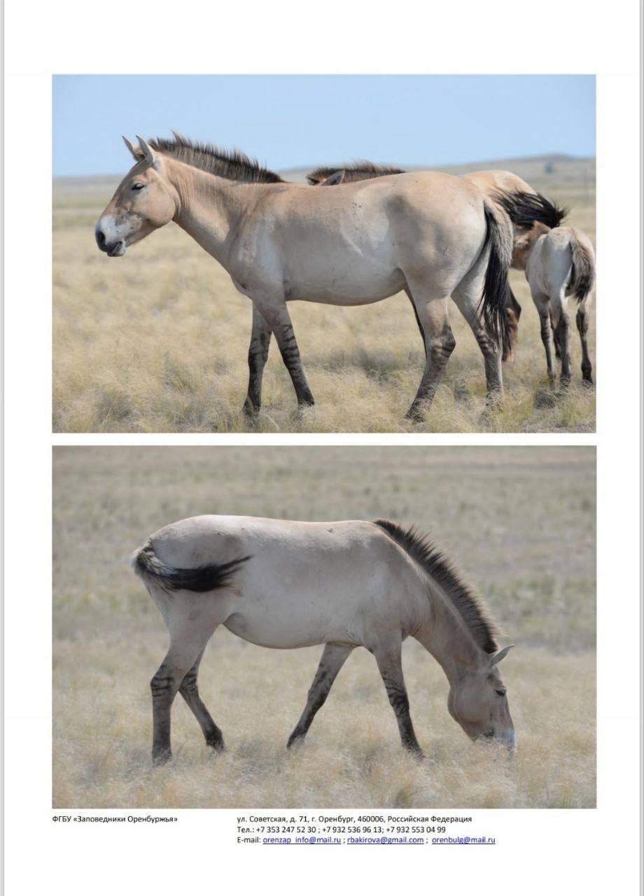 Йода, Томар, Мэрилин и другие: восемь лошадей Пржевальского из Оренбуржья переехали в Хакасию Йода, Томар, Мэрилин и другие: восемь лошадей Пржевальского из Оренбуржья переехали в Хакасию