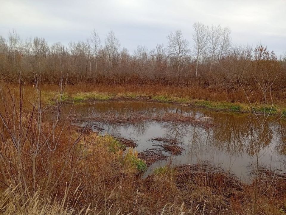 В Бузулукском бору показали бобровые кварталы