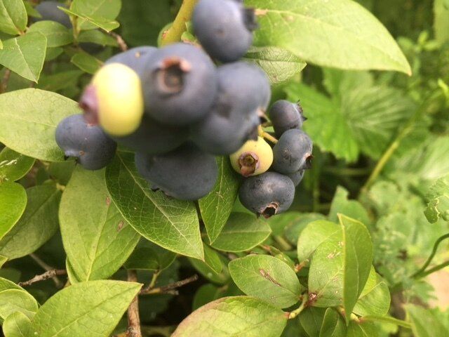 Голубика: неожиданные урожаи и особенности ухода за кустами