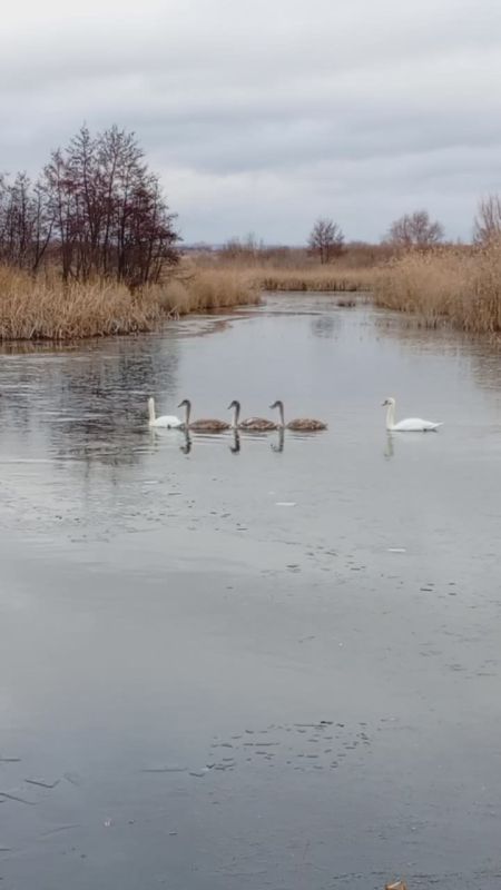 В Акбулакском районе на местном водоёме корреспондент Юрий Мишенин запечатлел лебедей