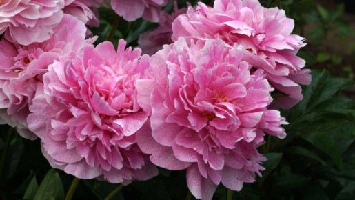 Куст пионов больше не развалится под тяжестью цветов: легко подвяжете его без опор