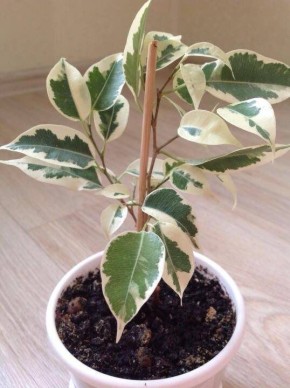 Почему ваш фикус Бенджамина теряет листья и как его спасти