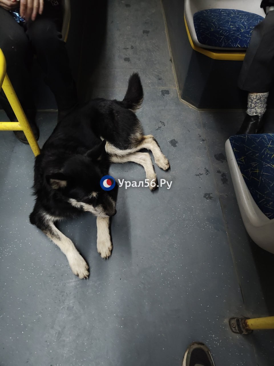 Среди спасённых жителей дома, в котором произошел сильнейший пожар, есть и пес Вулкан