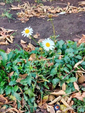 Один осенний вечер в Промышленном районе Оренбурга