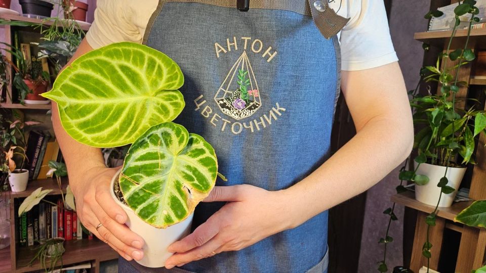 Тревожные сигналы для питомцев: почему растения в вашем доме теряют силу?