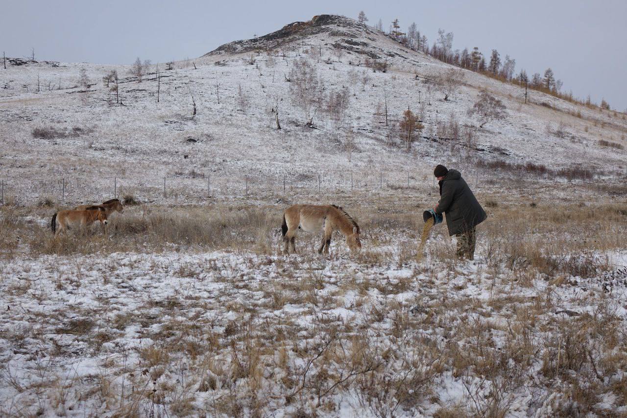 Восемь лошадей Пржевальского, доставленные из Оренбурга в заповедник «Хакасский», освоились на новом месте Восемь лошадей Пржевальского, доставленные из Оренбурга в заповедник «Хакасский», освоились на новом месте
