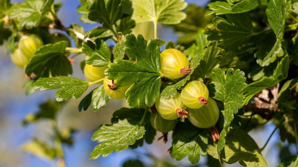 Успейте влить под крыжовник это: следующим летом ветви будут ломиться от ягод