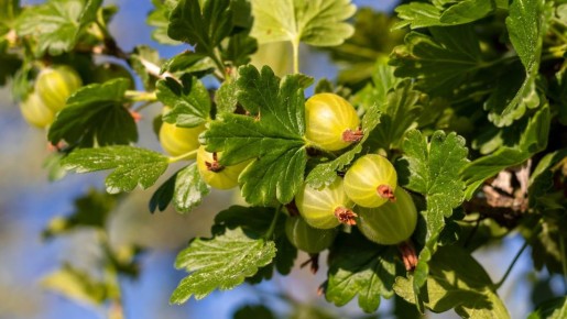 Успейте влить под крыжовник это: следующим летом ветви будут ломиться от ягод