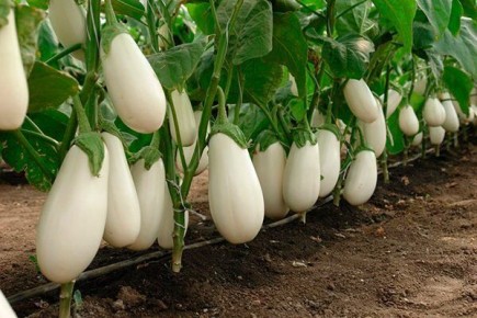 Баклажан Бибо: новый гибрид, который покоряет огородников