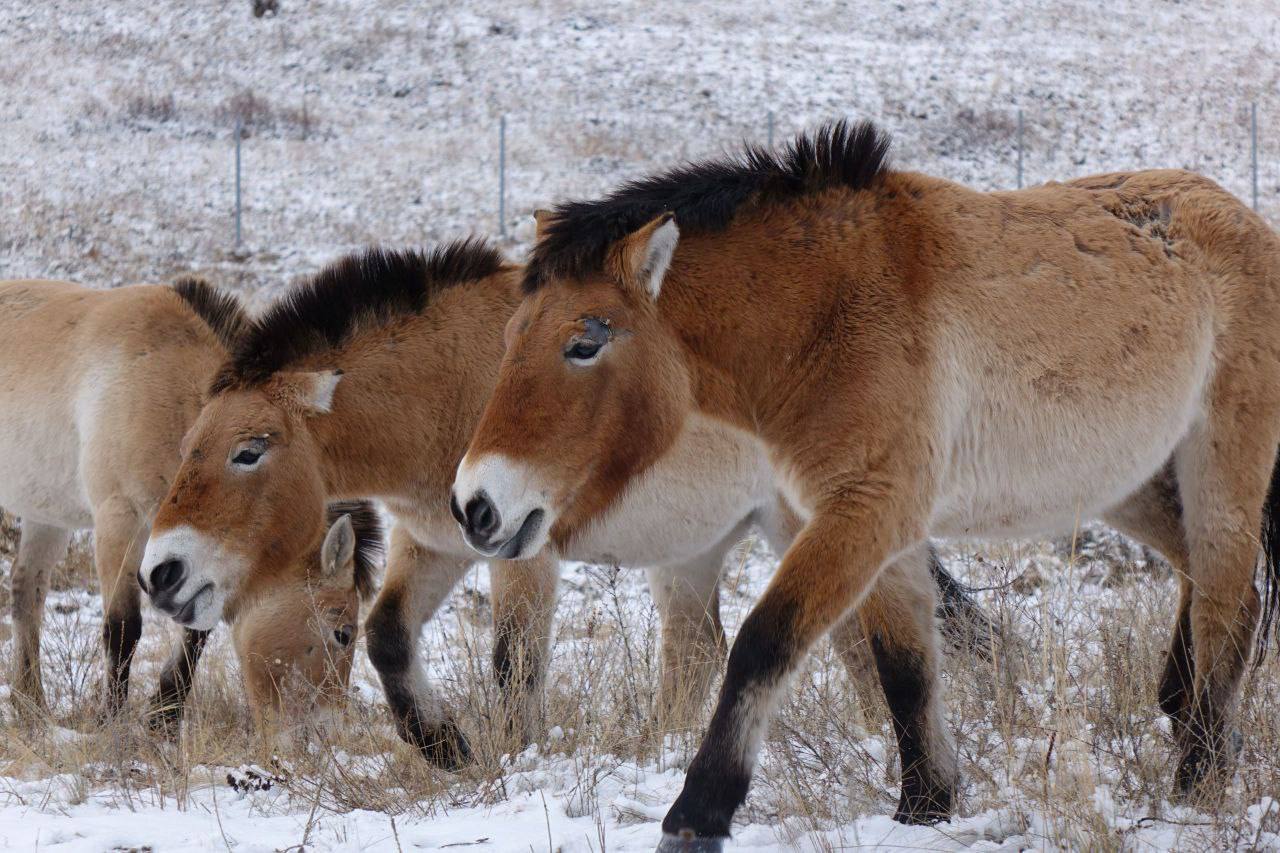 Восемь лошадей Пржевальского, доставленные из Оренбурга в заповедник «Хакасский», освоились на новом месте Восемь лошадей Пржевальского, доставленные из Оренбурга в заповедник «Хакасский», освоились на новом месте