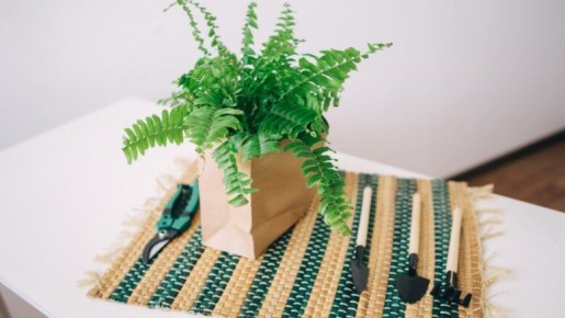 Пять комнатных растений, которые разочаровали: почему их лучше исключить из вашего дома