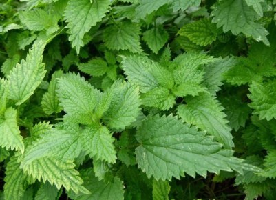 Крапивный веник в бане: секрет здоровья и красоты