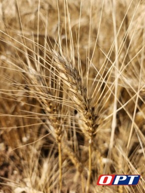 Оренбургские аграрии закупили технику на 8,2 млрд рублей