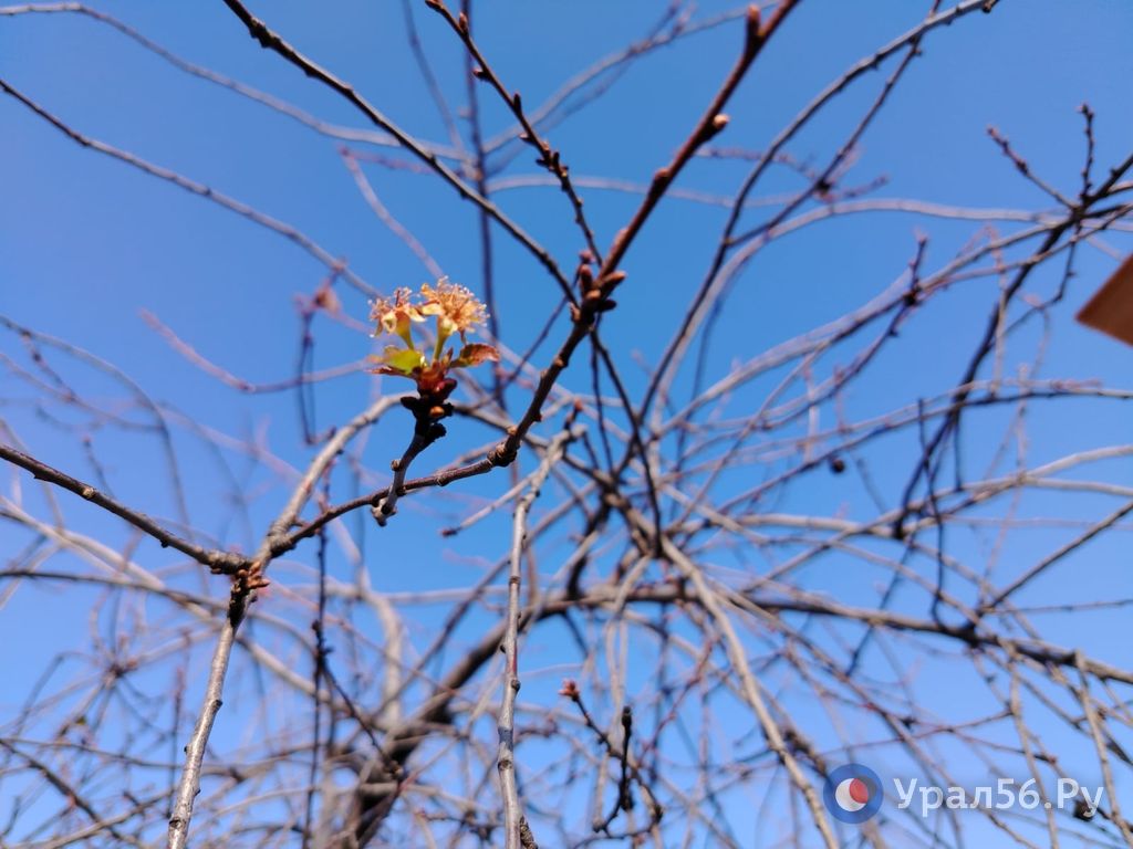 Из-за теплого ноября и отсутствия стабильных морозов в садах под Орском зацвела вишня Из-за теплого ноября и отсутствия стабильных морозов в садах под Орском зацвела вишня