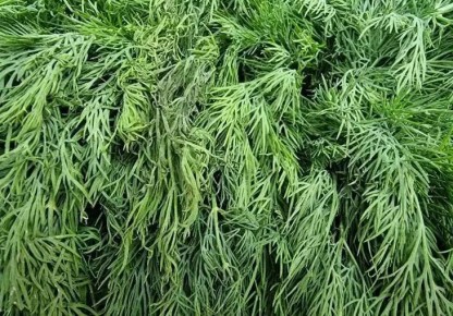 Лук, укроп или сельдерей: что выбрать для крепкого иммунитета