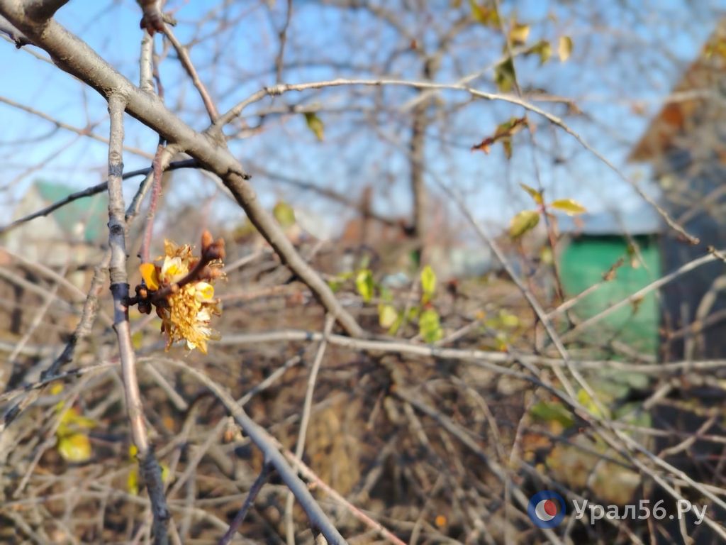 Из-за теплого ноября и отсутствия стабильных морозов в садах под Орском зацвела вишня