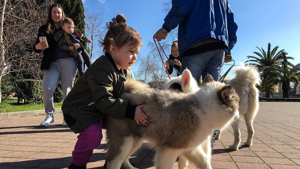 Глава СКР заинтересовался ходом проверки по информации о нападении собаки на шестилетнего